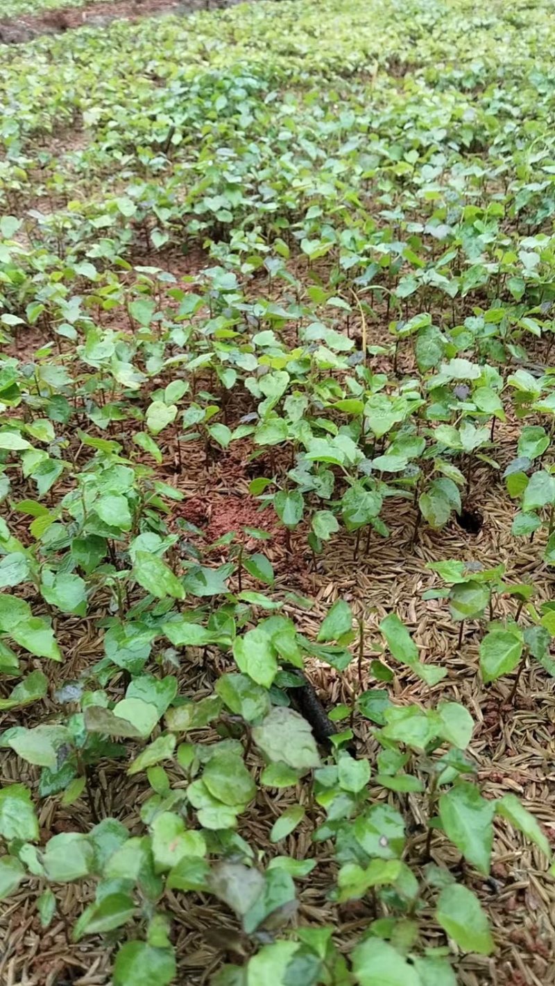 枫香芽苗邹家苗圃基地大量供应芽苗质量保证长期稳定可靠供应