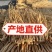 党参/甘肃产区直发/货源充足/大量有货/欢迎选购