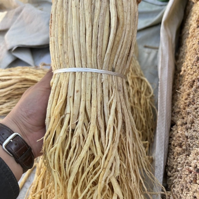 党参/甘肃产区直发/货源充足/大量有货/欢迎选购