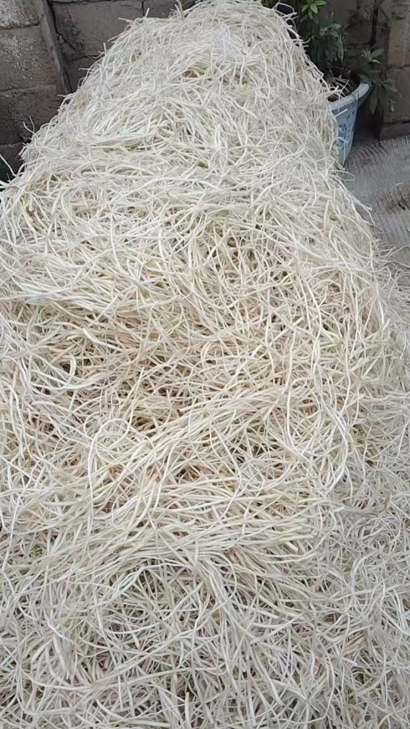 墨江苤菜根