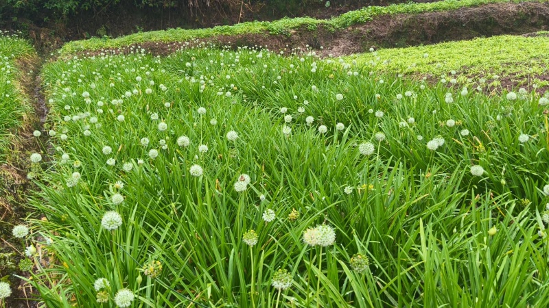 墨江苤菜根