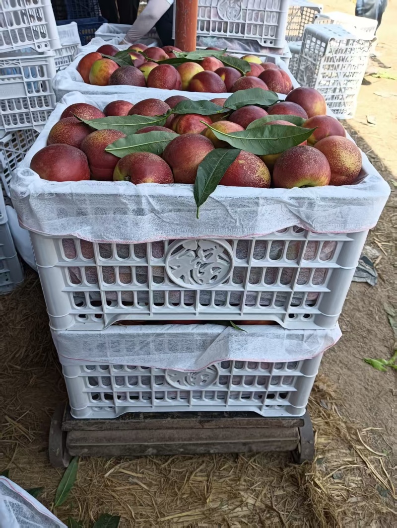 【红油桃】砀山油桃/日照红油桃/电商团购一件批发