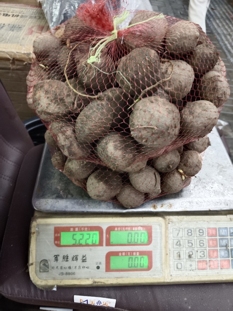 纯野生野洋芋，又名土圞儿，野凉薯，九牛子，土蛋，土栾儿