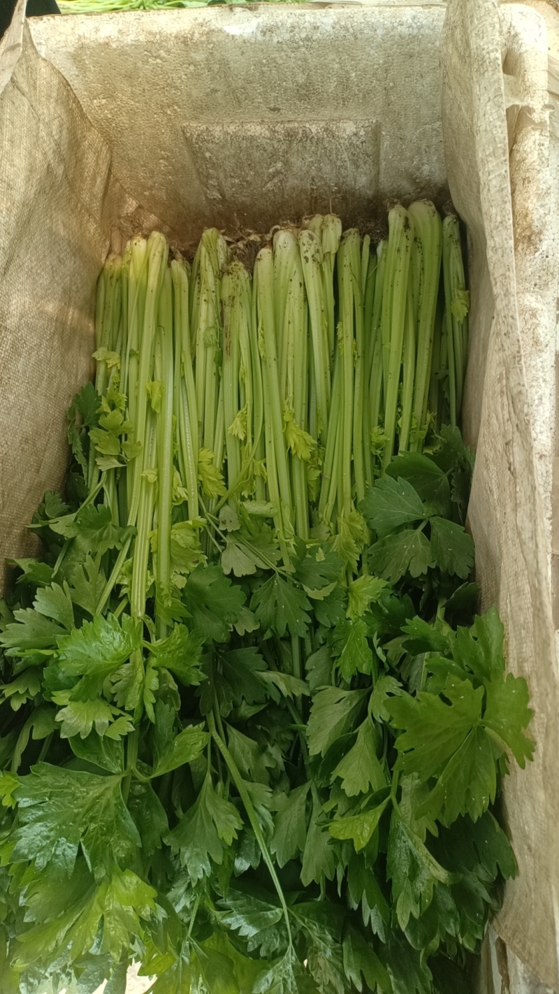 香芹菜