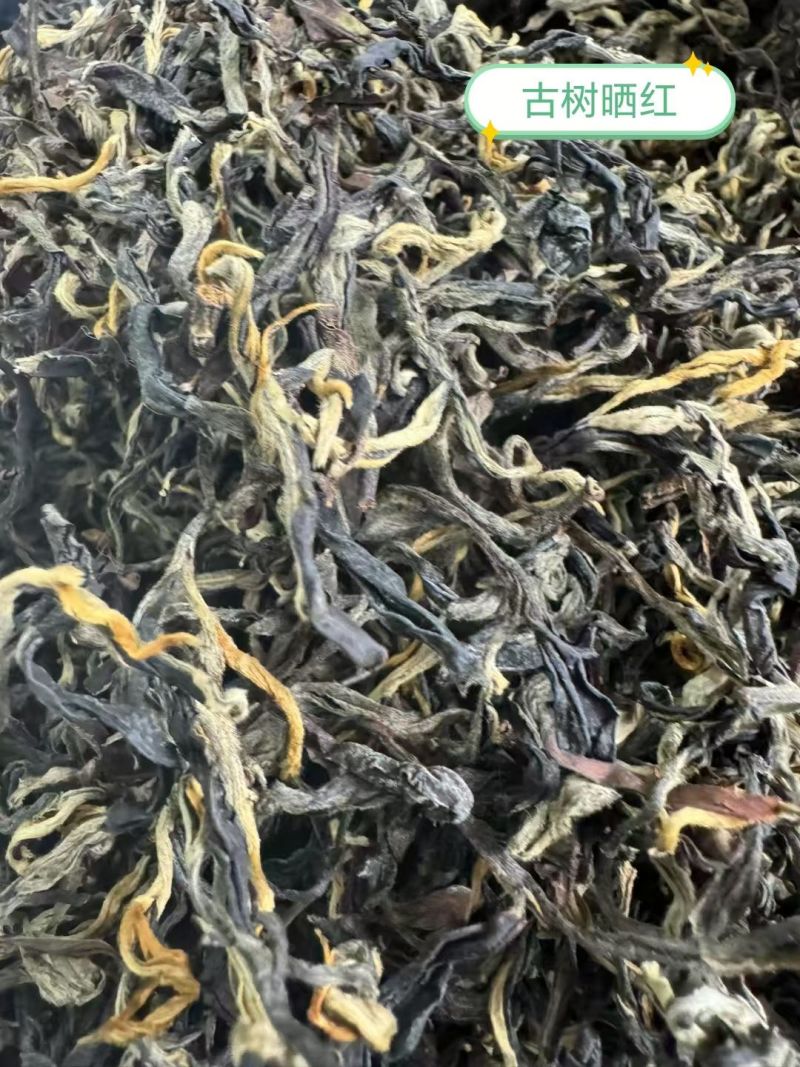 普洱景东高山茶熟茶晒青烘青和滇橄榄茶