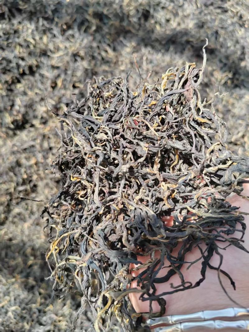普洱景东高山茶熟茶晒青烘青和滇橄榄茶