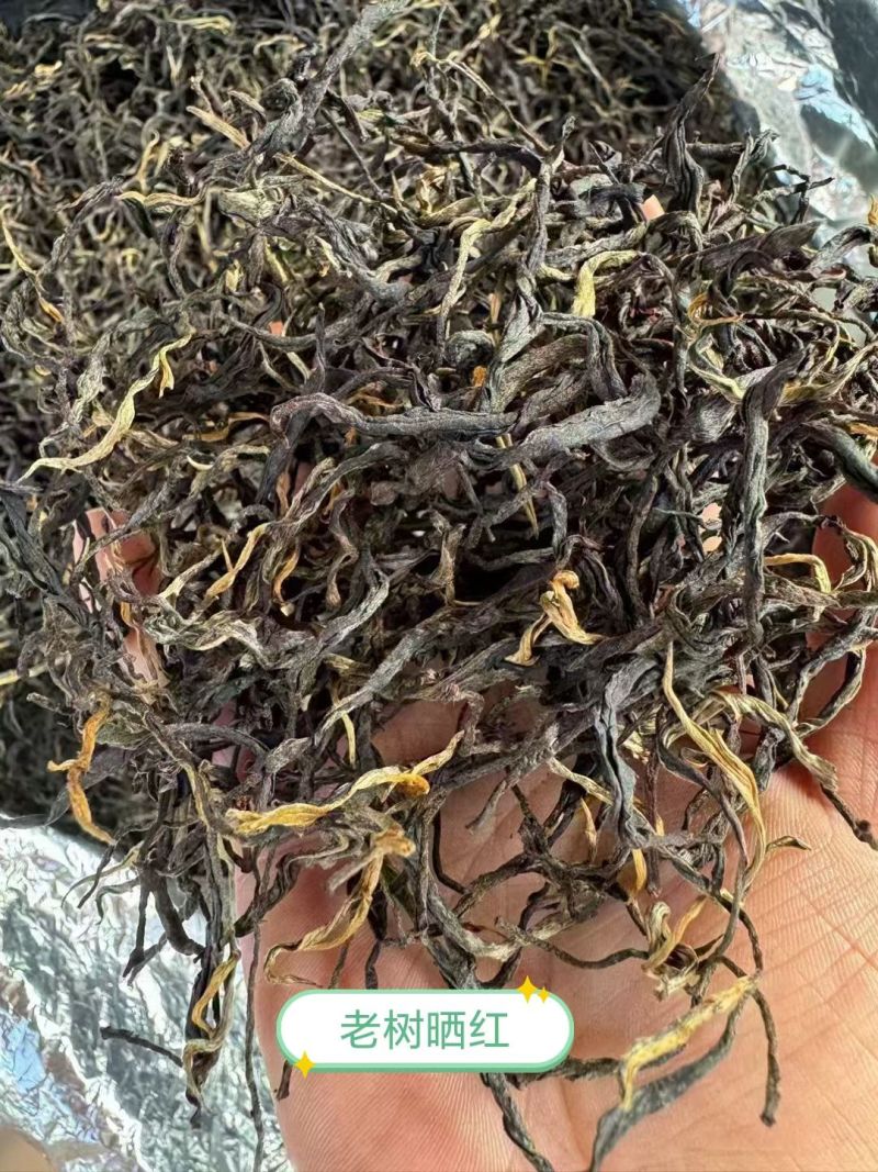 普洱景东高山茶熟茶晒青烘青和滇橄榄茶