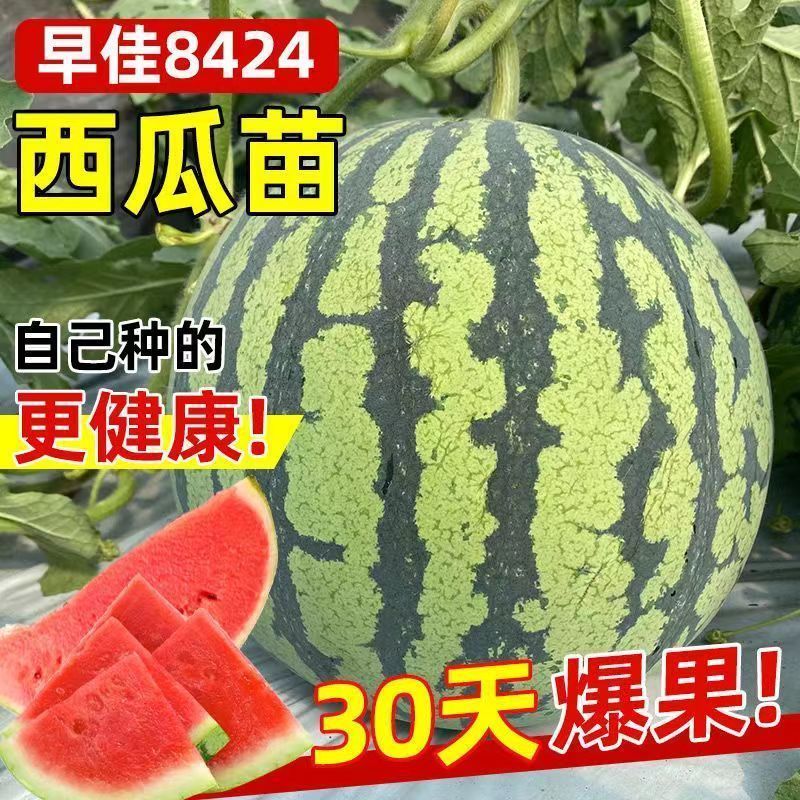 正宗懒汉西瓜苗8424西瓜苗美都红玉各种蔬菜苗