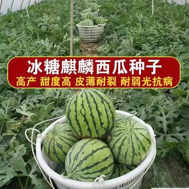正宗懒汉西瓜苗8424西瓜苗美都红玉各种蔬菜苗