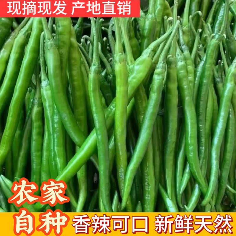 基地朝天辣椒苗螺丝椒苗牛角椒苗各种蔬菜苗盆栽，地栽都可以
