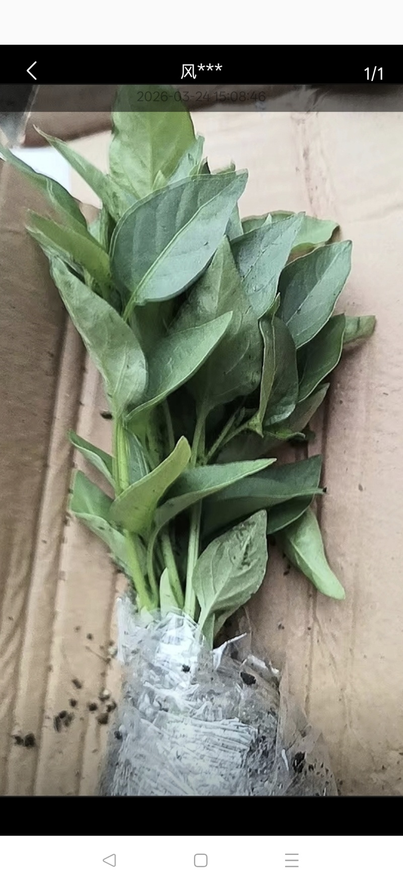 基地朝天辣椒苗螺丝椒苗牛角椒苗各种蔬菜苗盆栽，地栽都可以