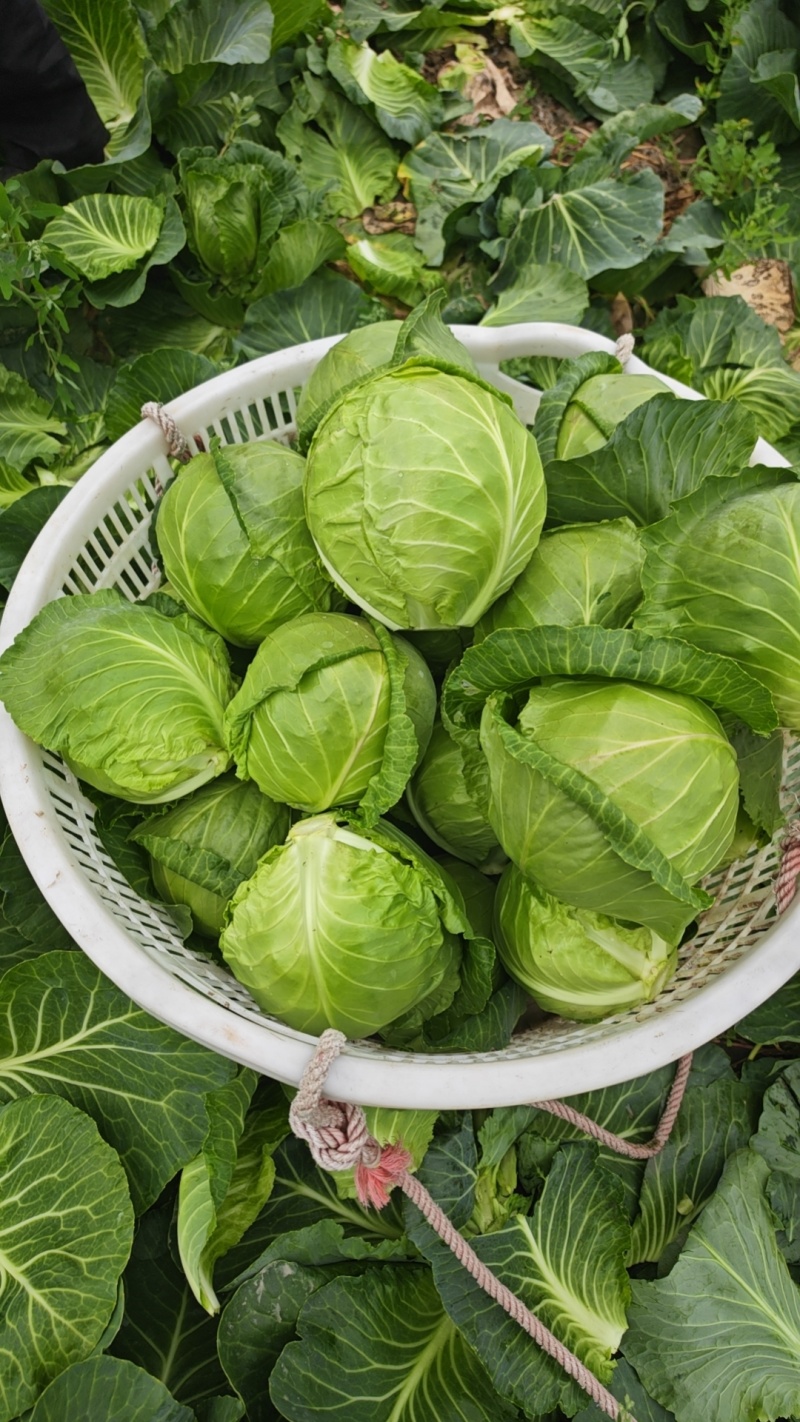 新上甘蓝
