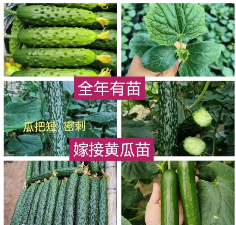 山东聊城黄瓜苗嫁接黄瓜苗产量高种苗一手货源现挖