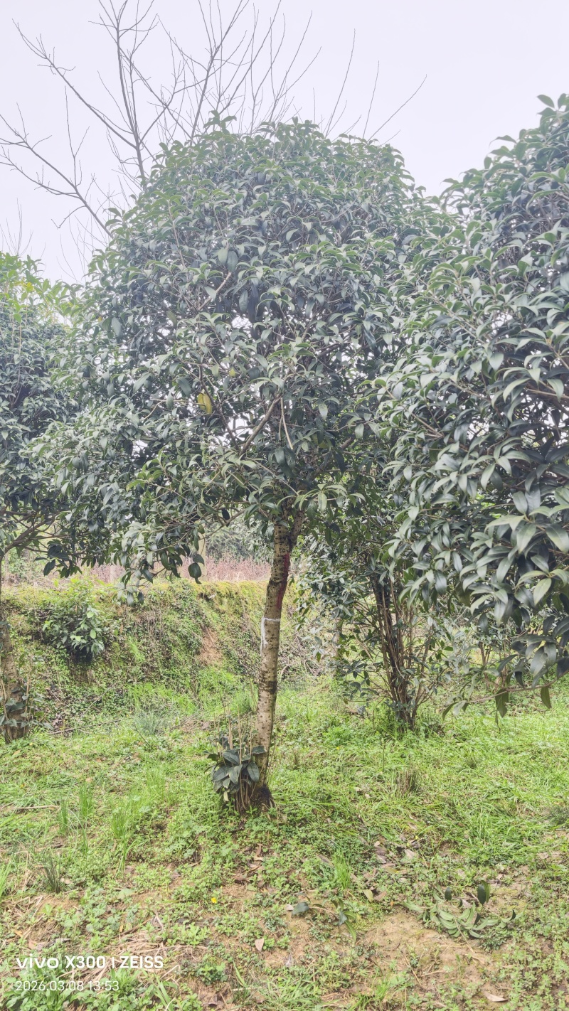 8公分桂花树桂花树价格湖北桂花树价格
