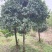 8公分桂花树桂花树价格湖北桂花树价格