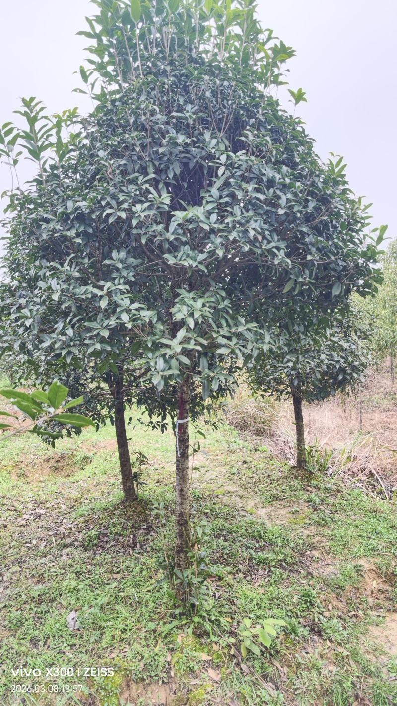 8公分桂花树桂花树价格湖北桂花树价格