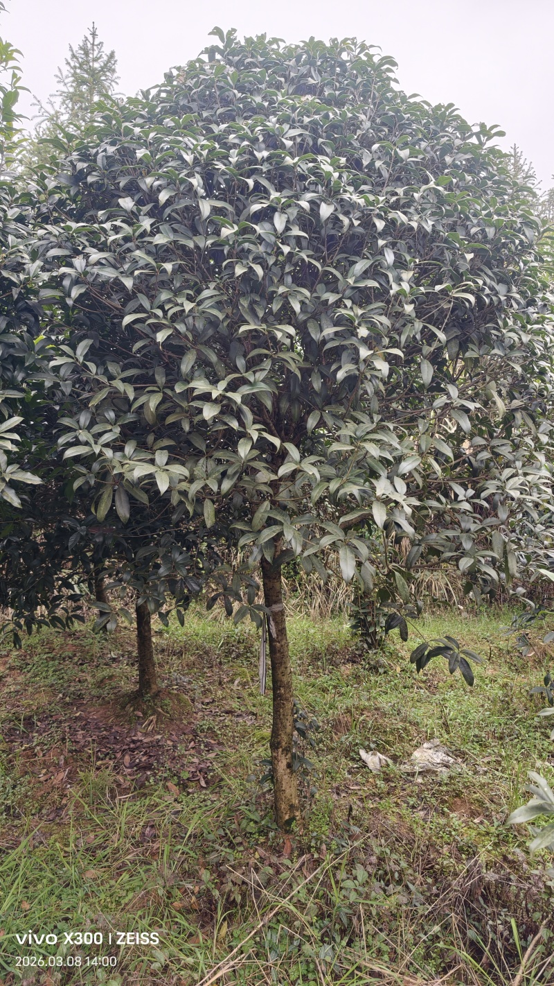 8公分桂花树桂花树价格湖北桂花树价格