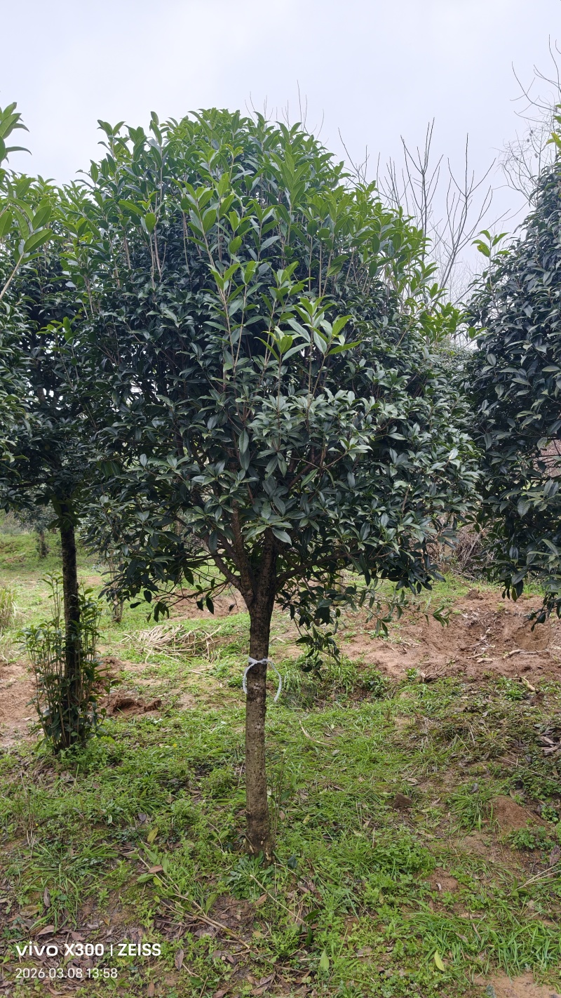8公分桂花树桂花树价格湖北桂花树价格