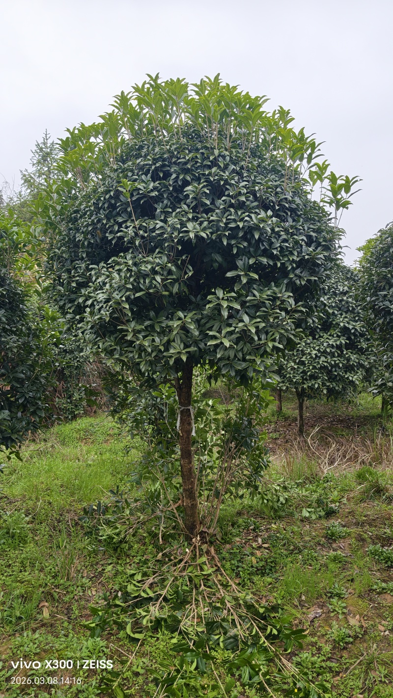 8公分桂花树桂花树价格湖北桂花树价格