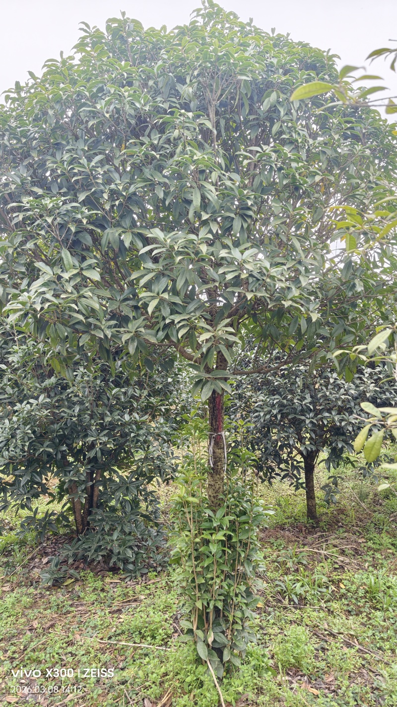 8公分桂花树桂花树价格湖北桂花树价格