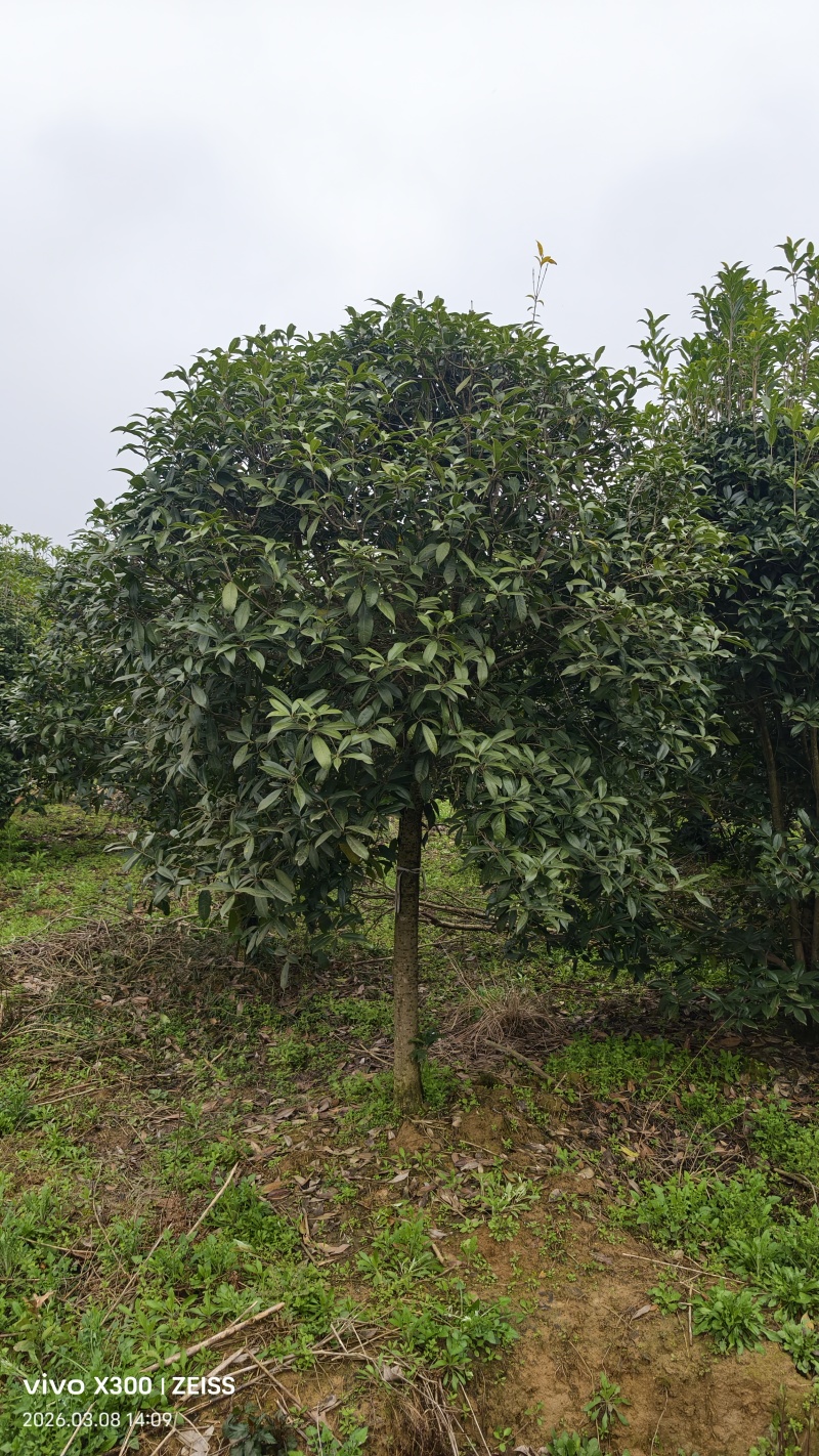 8公分桂花树桂花树价格湖北桂花树价格