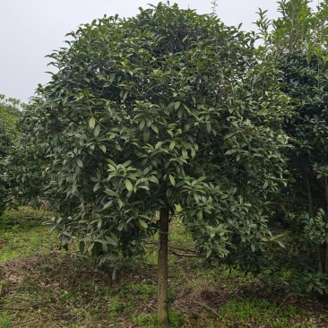8公分桂花树桂花树价格湖北桂花树价格