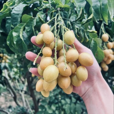黄皮果