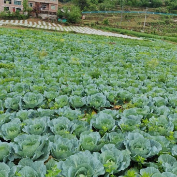 莲花白