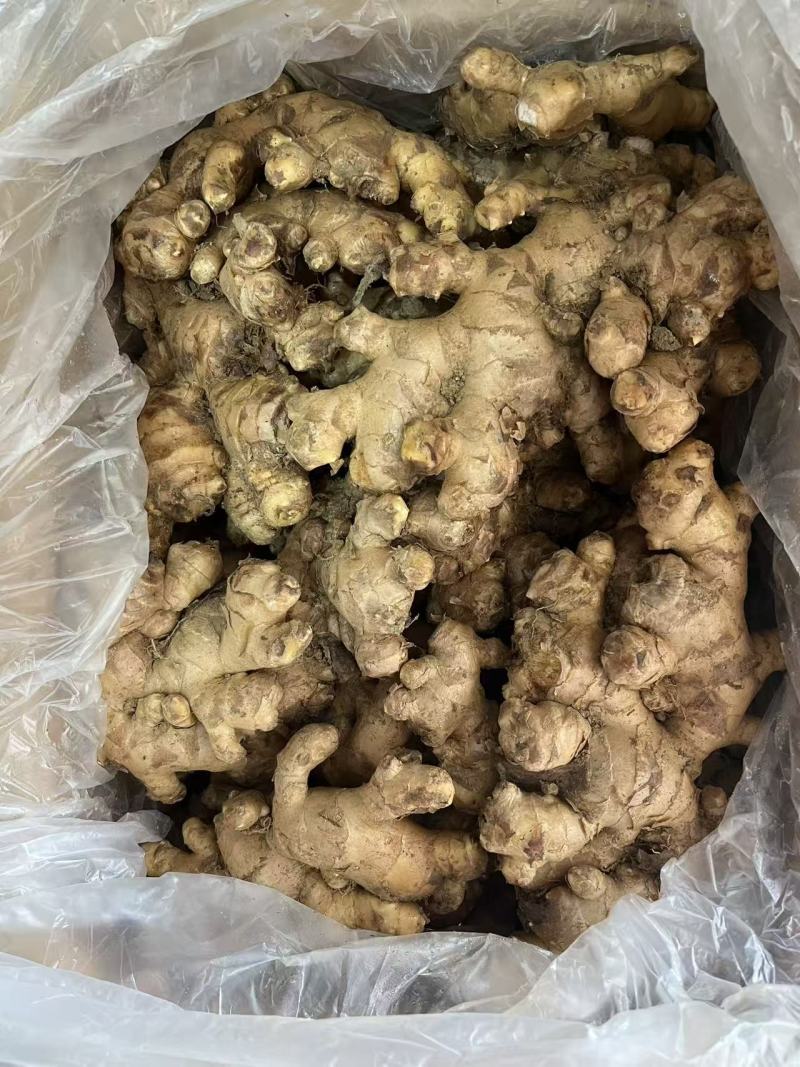 广西白口姜