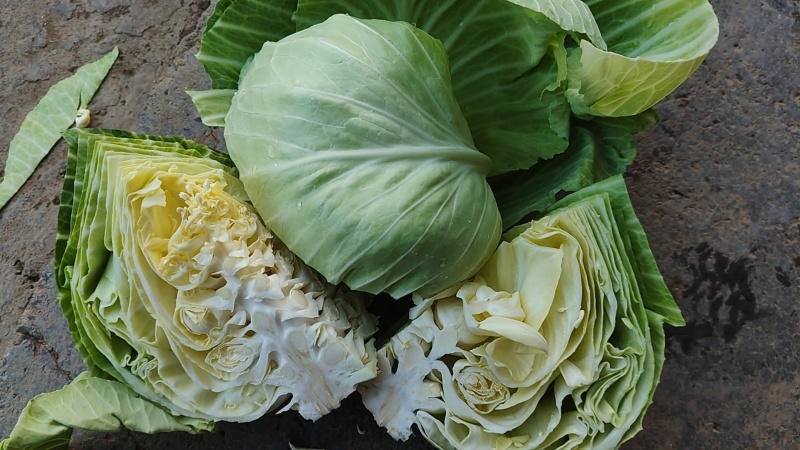 莲花白