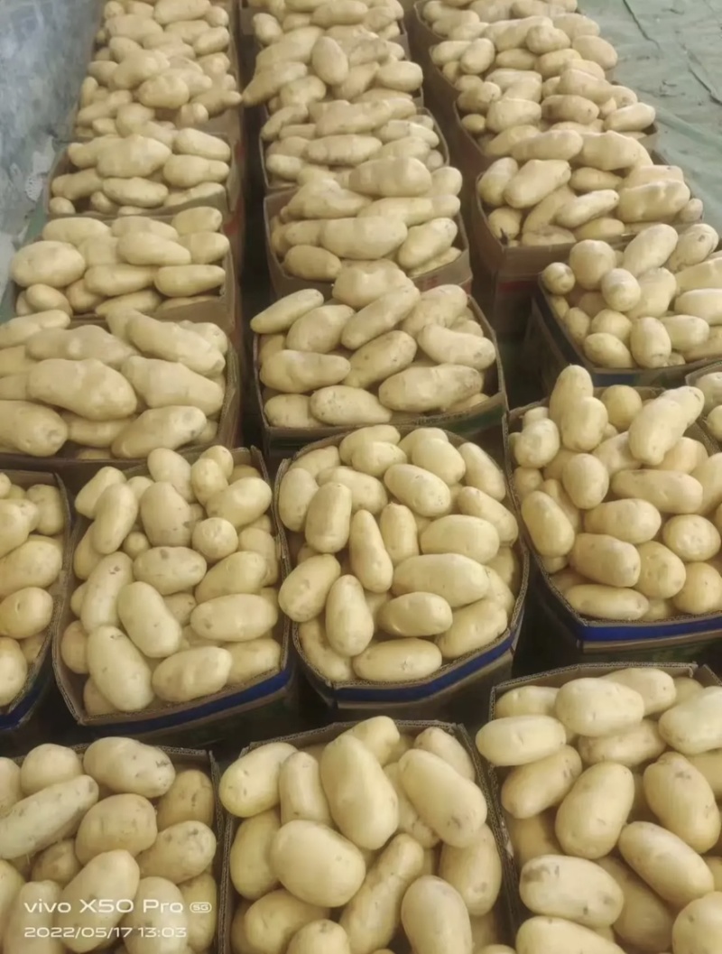 山东土豆黄心土豆大量商超供货、电商代发