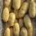 山东土豆黄心土豆大量商超供货、电商代发