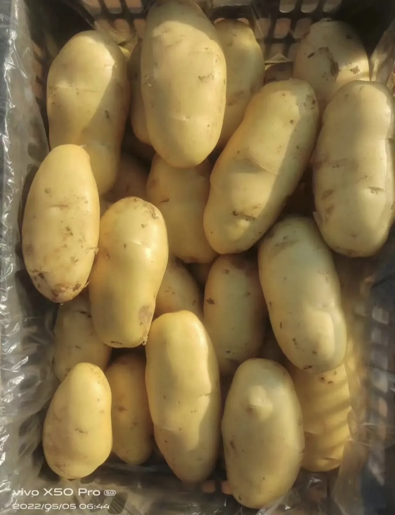 山东土豆黄心土豆大量商超供货、电商代发
