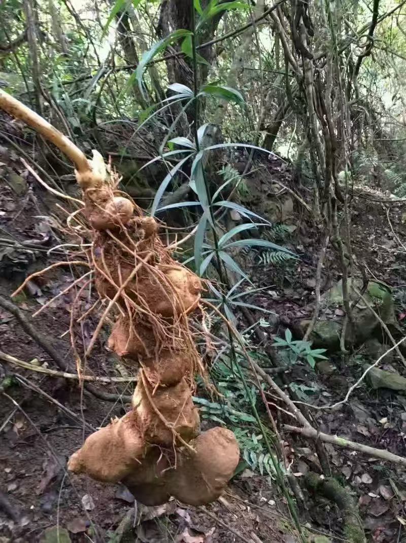 新鲜黄精地摊电商批发新鲜黄精野生黄精野生姜黄精九华山