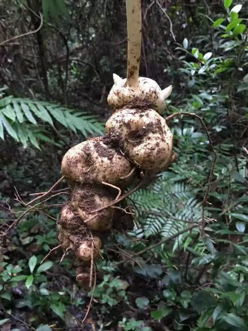 新鲜黄精地摊电商批发新鲜黄精野生黄精野生姜黄精九华山