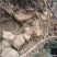 新鲜黄精地摊电商批发新鲜黄精野生黄精野生姜黄精九华山