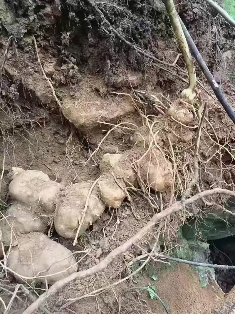 新鲜黄精地摊电商批发新鲜黄精野生黄精野生姜黄精九华山