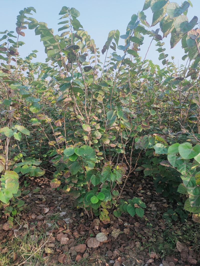 丛生紫荆规格齐全量大从优