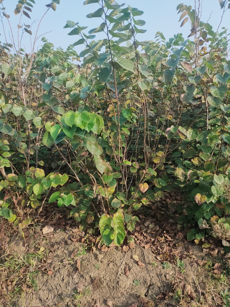 丛生紫荆规格齐全量大从优