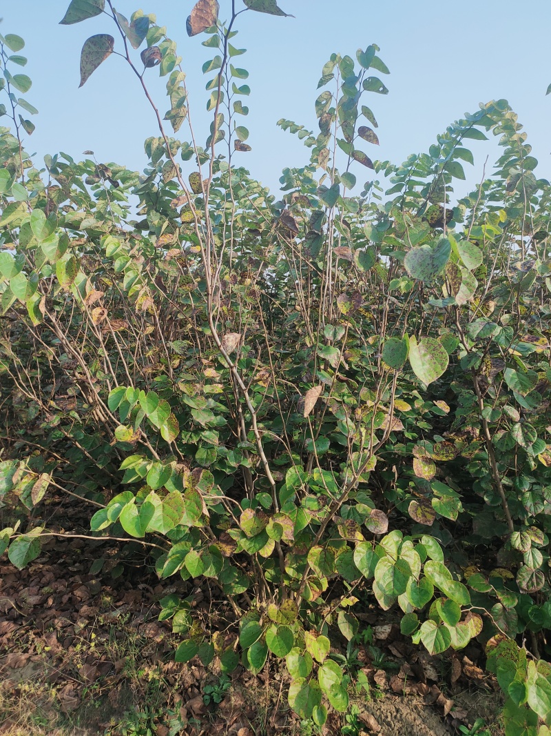 丛生紫荆规格齐全量大从优