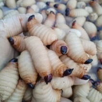 《竹虫》竹虫养殖基地，资质齐全，货源充足批发零售