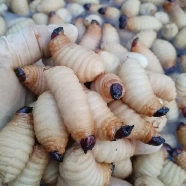 《竹虫》竹虫养殖基地，资质齐全，货源充足批发零售
