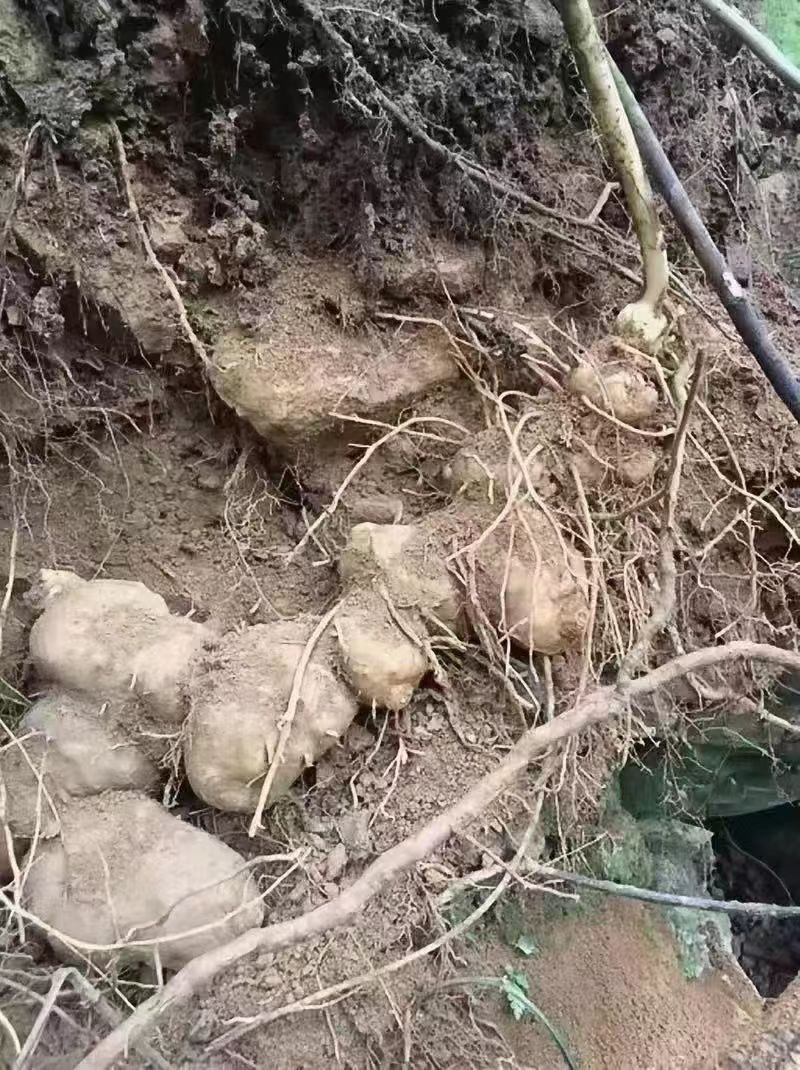 新鲜黄精地摊电商批发新鲜黄精野生黄精野生姜黄精