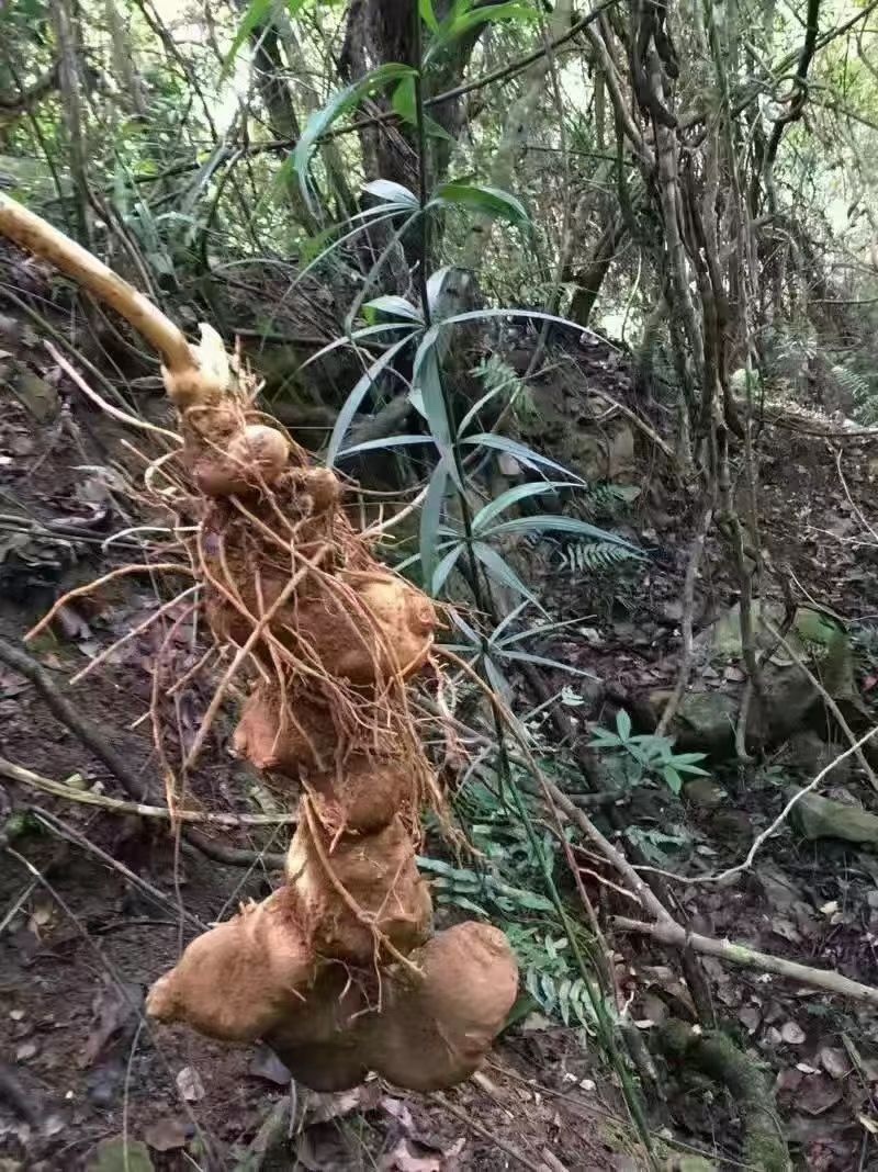 新鲜黄精地摊电商批发新鲜黄精野生黄精野生姜黄精