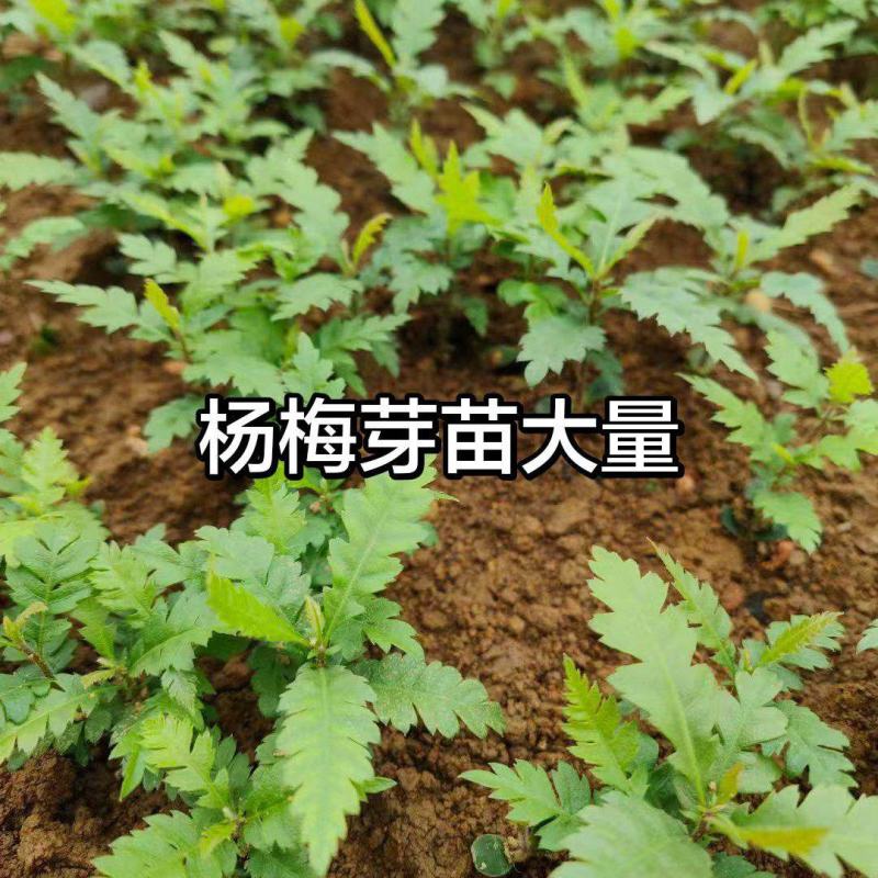 杨梅奶苗大量供应