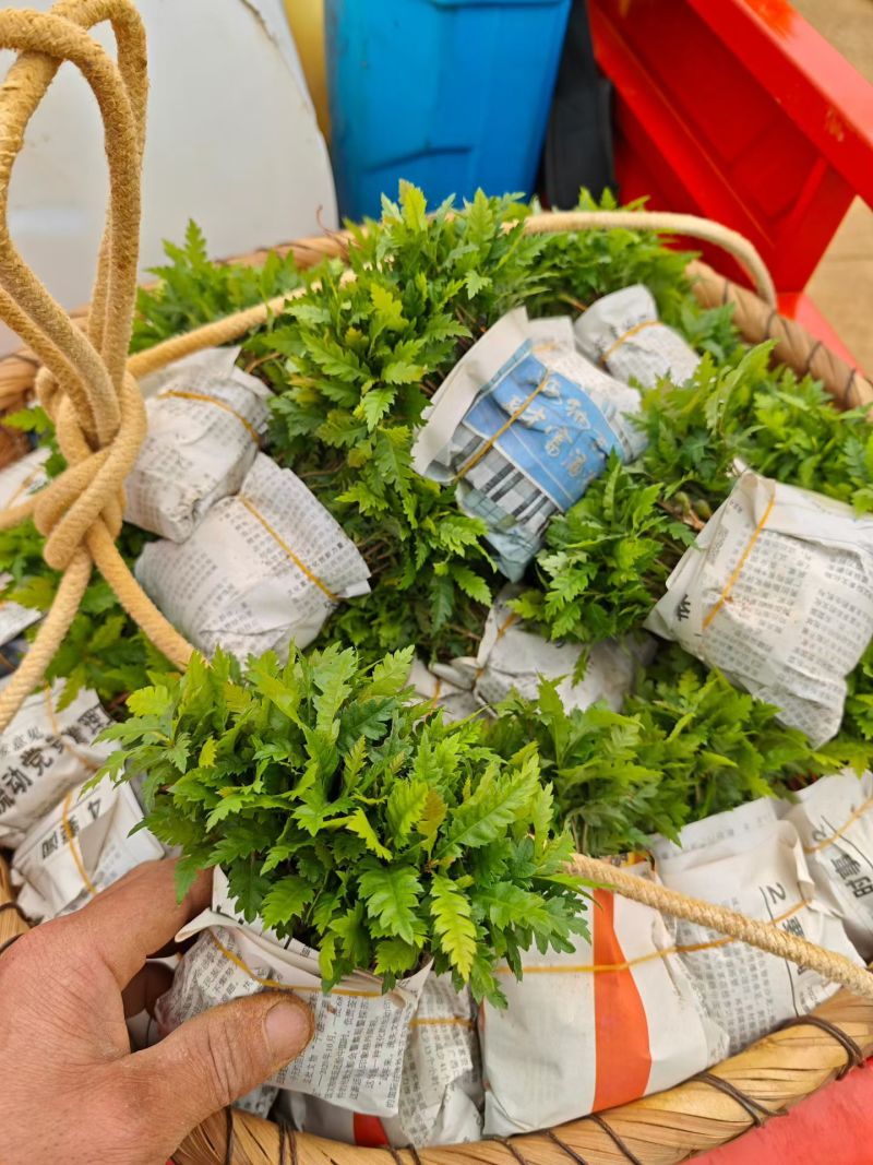 杨梅奶苗大量供应