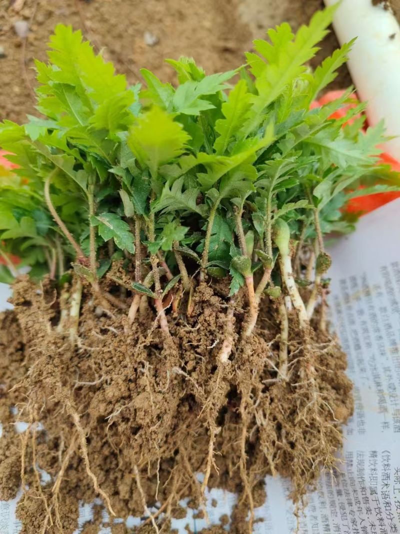 杨梅奶苗大量供应