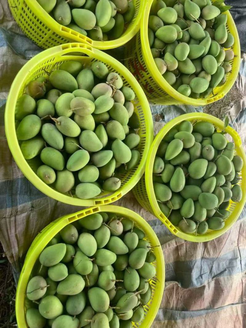 广西百色芒果大量供应可对接商超社区欢迎电话联系