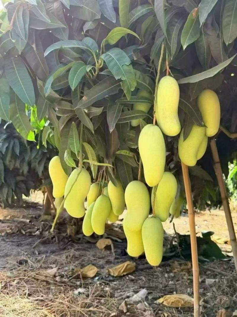 广西百色芒果大量供应可对接商超社区欢迎电话联系