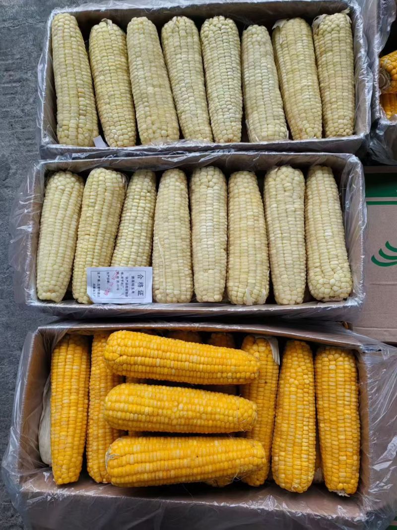 青稞玉米，速冻玉米各种规格
